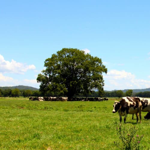 Cows In Bellingen, NSW