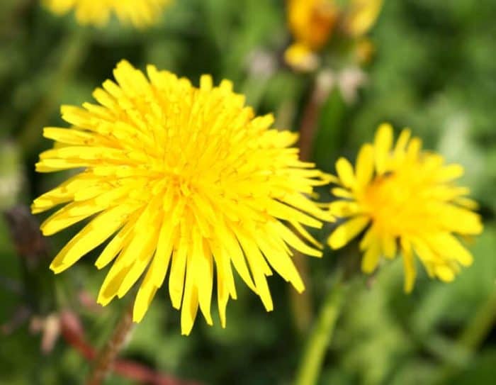 Dandelion Flowers - Edible and High in Vitamin A