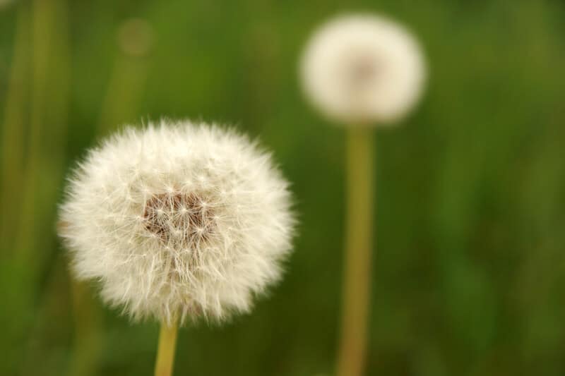 Dandelion - Herbal Medicine Nutritious Food