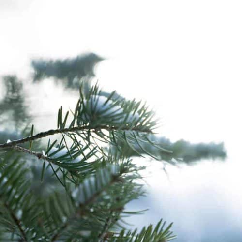 Fir Needles with Snow - Vitamin D