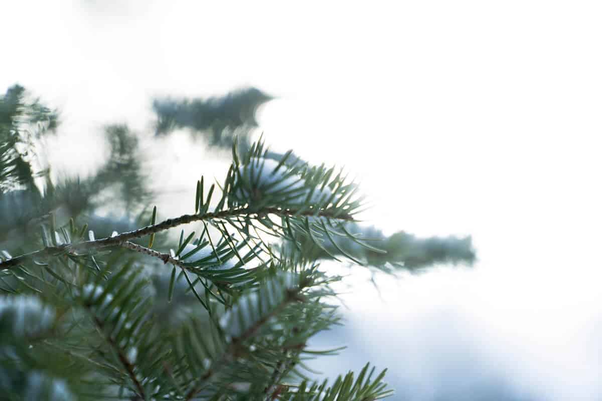 Fir Needles with Snow - Vitamin D